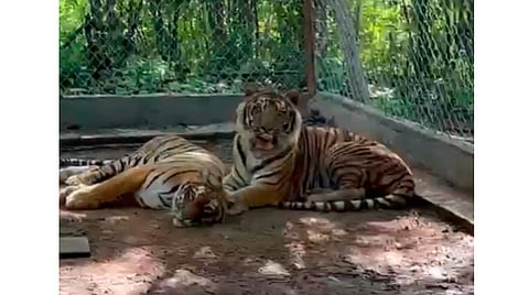 Se reencuentra pareja de tigres rescatados del BJWT tras presentar depresión
