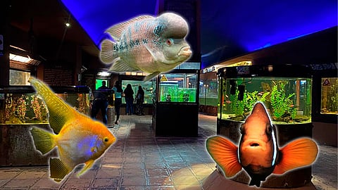 El investigador de la UMSNH Xavier Madrigal dará la plática “Proceso de construcción de acuarios”, a las 11:00 horas en el Salón de Exdirectores