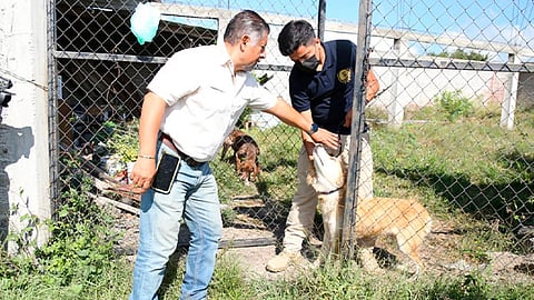 Los caninos fueron trasladados al Centro de Control Canino para que se les brinde el tratamiento respectivo