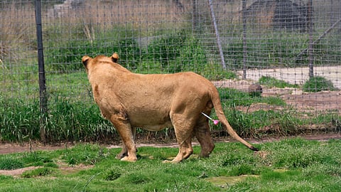 Se trata de los felinos provenientes del Black Jaguar-White Tiger