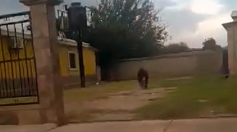 Habitantes asesinan a oso negro en Sonora; autoridades ya investigan