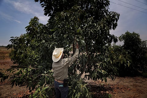 Un estudio reciente señala la cantidad de litros de agua que se necesitan para producir un
kilogramo de aguacate en el
municipio de Uruapan