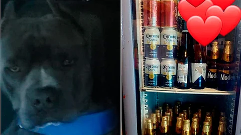 Familia ofrece recompensa y un refri lleno de chelas por su perrito Rocky