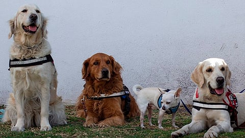 Respaldan animalistas iniciativa del PVEM sobre adiestramiento a perritos de la calle