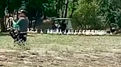 Investigará Club Erandeni presunto maltrato a patitos en campo de golf