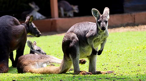 Si sacamos al zoo de Morelia acabamos con el ecosistema: director