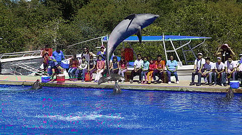 La Cámara de Diputados avaló reformas que prohíben uso de mamíferos marinos en espectáculos fijos o itinerantes