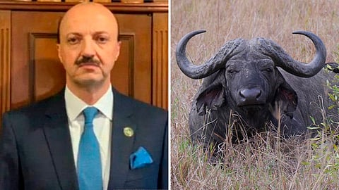 Búfalo mata a cazador mexicano en Argentina