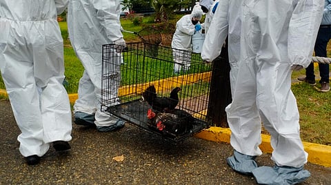 Sacrificarán gallinas y pollitos del Parque Morelos en Tijuana, por brote de gripe aviar