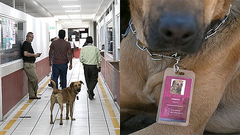 Noble, juguetón y protector, Chencho pasea por los pasillos de la dependencia y acompaña a los servidores públicos en sus actividades