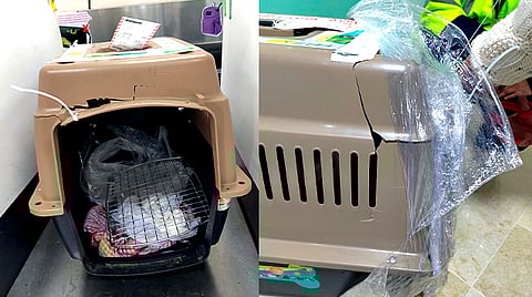 Mujer denuncia a aerolínea por perder a su perrita y entregarle la caja rota