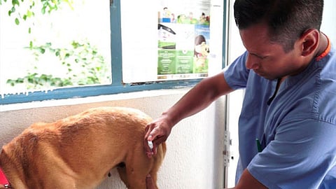 Las jurisdicciones sanitarias con mayor cobertura de inmunización animal fueron Morelia y Zamora