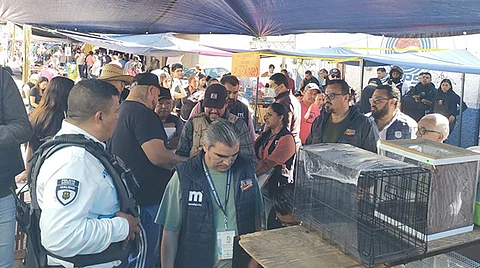 Un dragón barbudo, un cocodrilo y perritos, entre lo rescatado en el Auditorio de Morelia