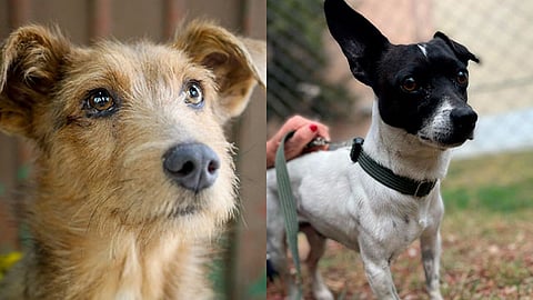 El objetivo es sensibilizar y concientizar a la población sobre el trato a los animales de compañía y las acciones en pro del respeto al mundo animal en la entidad