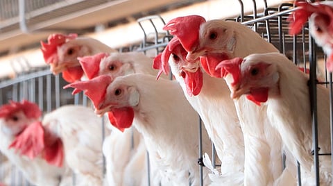 Michoacán, blindado de gripe aviar: Sedrua