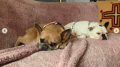 Secuestrador de perritos de Lady Gaga, sentenciado a 21 años de cárcel