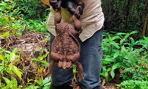 Encuentran sapo gigante en Australia; es del tamaño de bebé