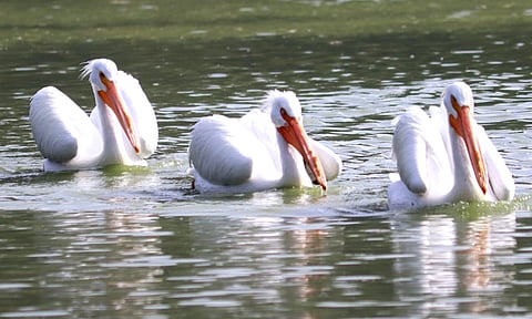 Las características de los pelícanos es que son aves de plumaje blanco excepto por sus plumas primarias y secundarias de las alas que son de color negro
