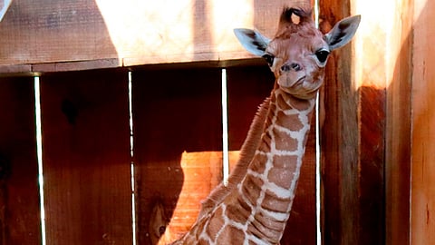 K'arani, el nombre ganador de la jirafita del Zoológico