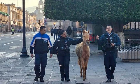 Potrillo da la vuelta por el centro y Policía Morelia lo resguarda