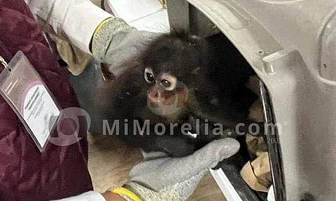 Importante, denuncia ciudadana para evitar venta de animales exóticos: PC Morelia