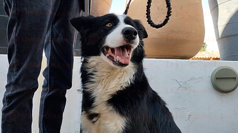 Sólo 1 de cada 10 perritos comprados vivirán en buenas condiciones: regidora de Morelia