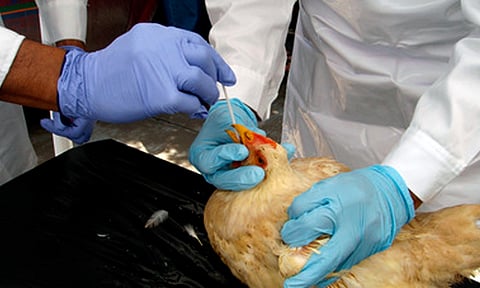 Detectan primer caso humano de influenza aviar en Latinoamérica