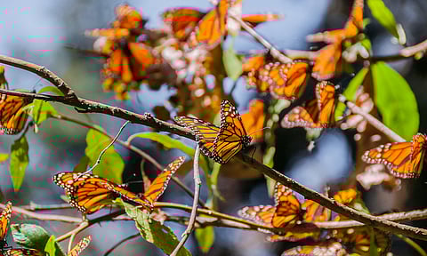 Del Bajío, el 22% de turistas que visitan a la mariposa Monarca en Michoacán