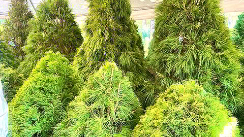 Cofom continúa con producción de árboles para reforestación en Michoacán