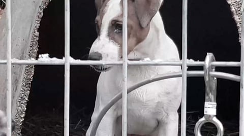 Multas de hasta $31 mil, a vendedores ilegales de mascotas en Morelia