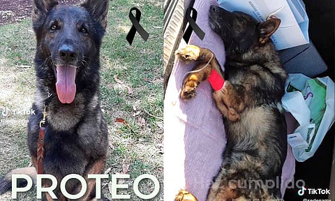 ¿De qué murió Proteo, el perro rescatista de la Sedena? Esto sabemos
