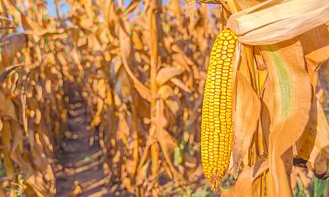 AMLO firma decreto para revocar permisos para uso de maíz transgénico