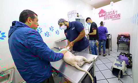 Mantiene Barragán campaña de esterilizaciones de perros y gatos en Morelia