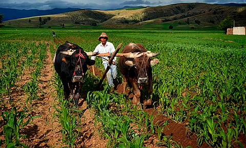 Gobierno de Michoacán va por seguridad laboral para 300 mil trabajadores del campo