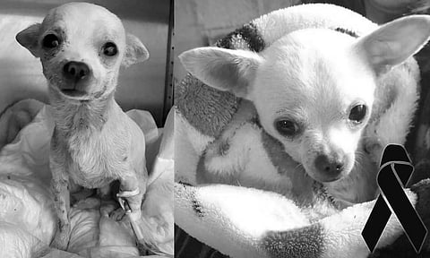 Perdió la vida Pincky, perrito que resultó herido al defender su casa de ladrones