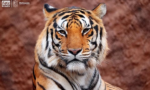 Tigres de bengala, felinos consentidos del Zoológico de Morelia