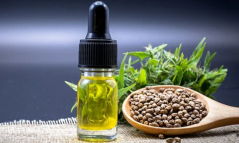 Cofepris da primer permiso para cultivo de cannabis en México