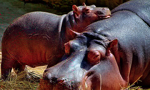 Planean enviar hipopótamos de Pablo Escobar a México