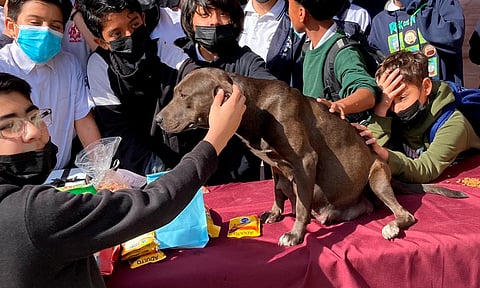 Perrita embarazada llega a secundaria y alumnos le organizan baby shower
