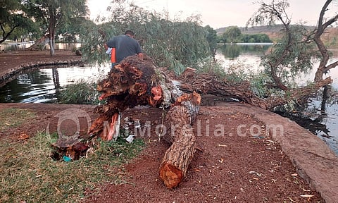 Michoacán: cae árbol encima de familia durante paseo; niña de 5 años murió