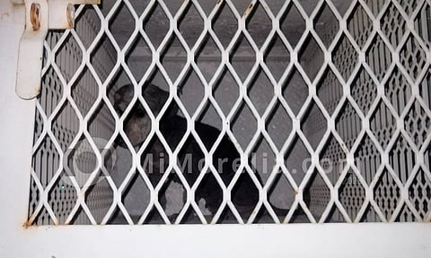 En total había 32 canes