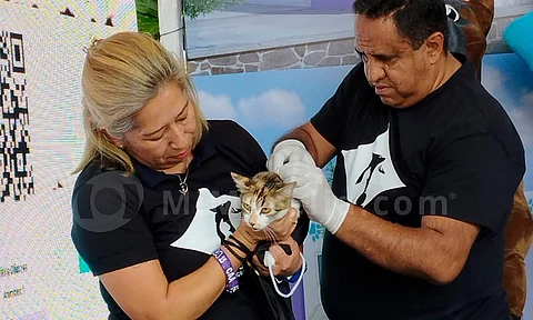 Lanzan programa "Juskas" en Morelia; con chip podrás cuidar a tu mascota