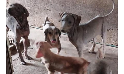 Refugio mantendrá a más de 30 perritos rescatados en Morelia; así puedes ayudar