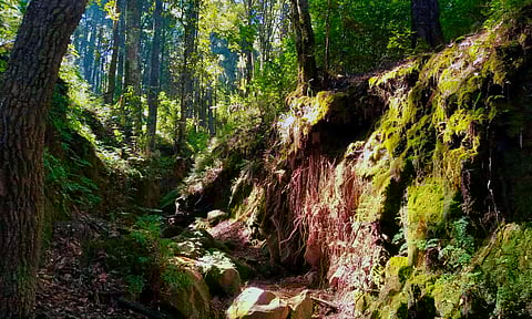 Cerros del Águila y Quinceo tendrán programa para regular su aprovechamiento: Secma