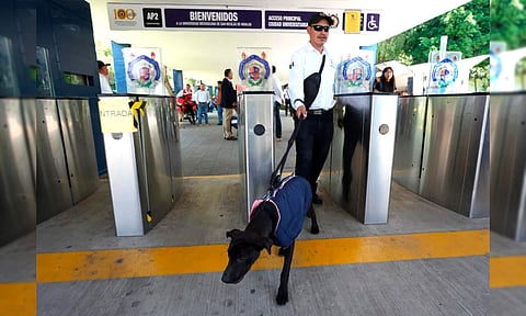 UMSNH adopta caninos para fortalecer la vigilancia en Ciudad Universitaria