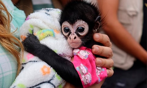 Tras reportes ciudadanos, rescatan a mono araña bebé en Tarímbaro