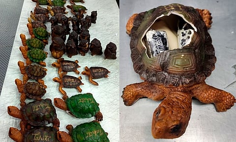Hallan droga oculta en artesanías de tortuga en Querétaro; su destino era Tahití