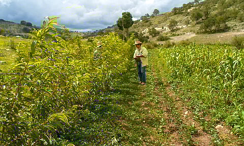Pronósticos de lluvia en junio, ayudarán a regularizar temporal de riego: Sedrua