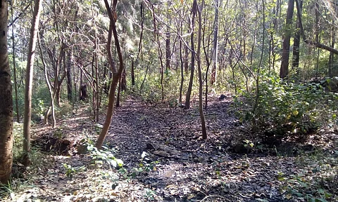 No descarta Secma decretar como zona protegida la Loma de Santa María