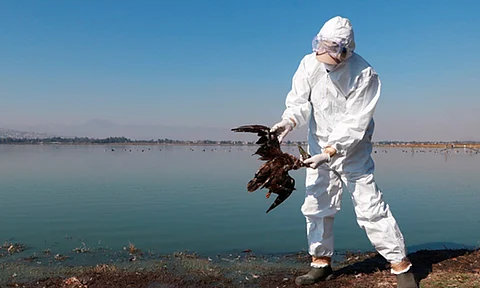 Confirman que aves marinas murieron de inanición en costas del Pacífico mexicano